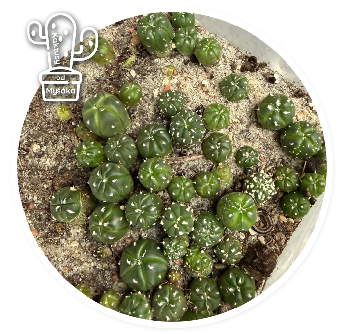 astrophytum asterias ooibo nudum nishiki :: kaktusy-mysak